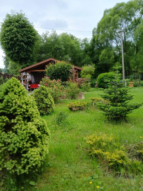 Letni ogród CuratioW w Rajczy z drewnianą altaną z czerwonymi krzesłami, kwitnącym różanecznikiem i iglakami na bujnym trawniku