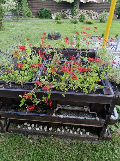 Drewniane skrzynie z kwitnącymi czerwonymi pelargoniami i lawendą w ogrodzie CuratioW w Rajczy