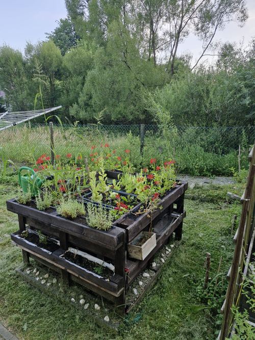 Podwyższona grządka z palet obsadzona kwitnącymi na czerwono roślinami przy szklarni i ogrodzie warzywnym CuratioW w Rajczy